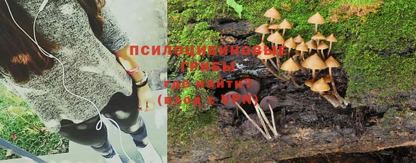 прущие грибы Абаза
